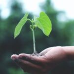 Swap Sustainability - Person Holding A Green Plant