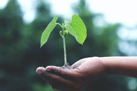 Swap Sustainability - Person Holding A Green Plant