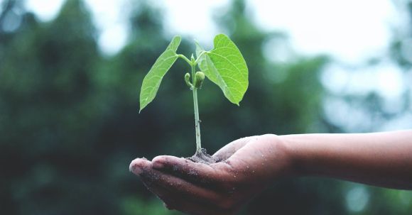 Swap Sustainability - Person Holding A Green Plant